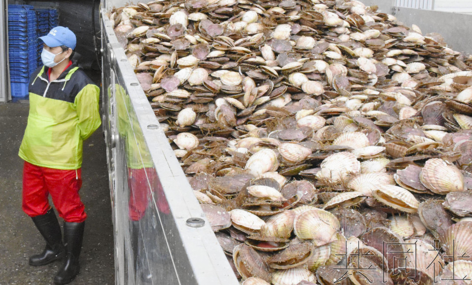 详讯：日本水产品对华出口恢复 扇贝已出货