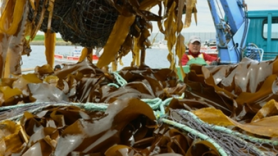Global warming wreaks havoc on Japanese edible kelp