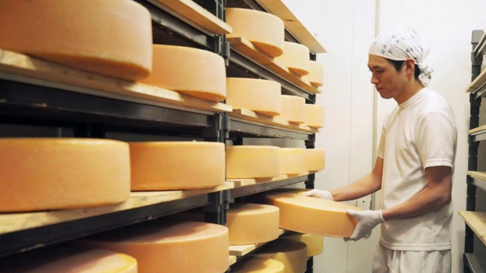 Japanese cheese factory aims to cut it in face of foreign competition