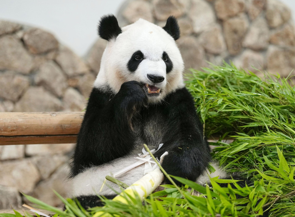 4 panda dello zoo del Giappone occidentale partono per la Cina, 2 ne lasciano uno in campagna foto l
