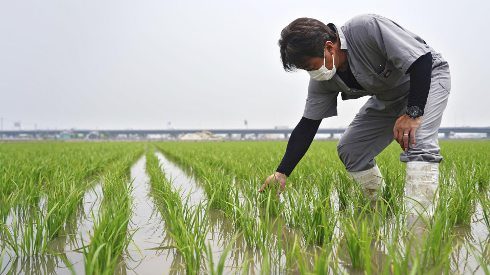 [黑特] 日本去年糧食自給率38%