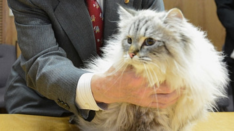 Akita gov. who owns cat gifted from Putin blasts Ukraine invasion