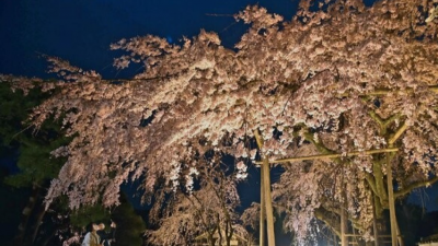 Kyoto's Daigoji Temple holds special night prayers amid cherry blossoms