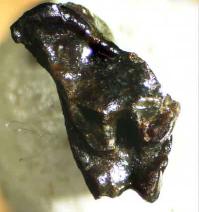Fossil of marsupial tooth unearthed in southwestern Japan