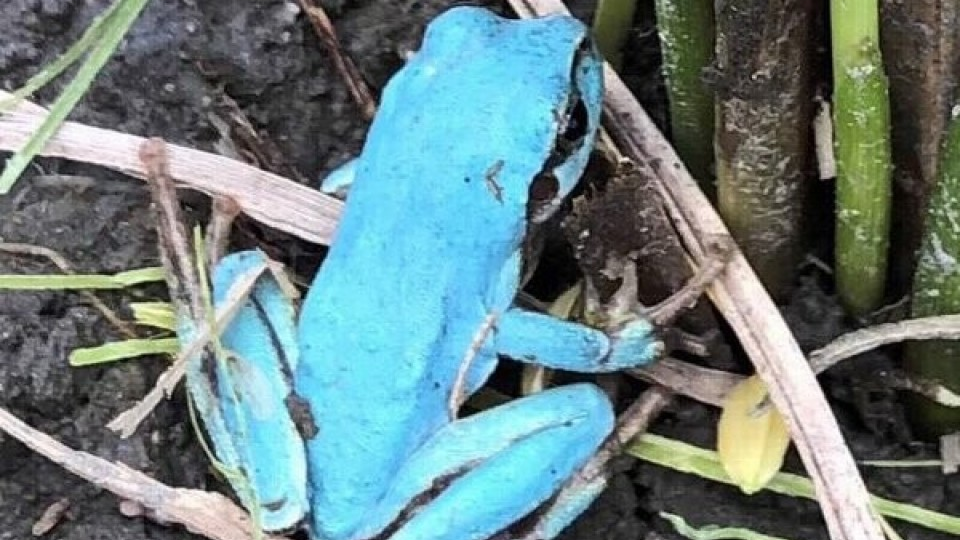 Sky blue frog brings birthday joy in Kyoto