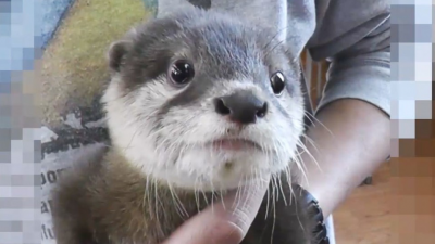 2 Japanese men arrested for attempting to smuggle endangered otters