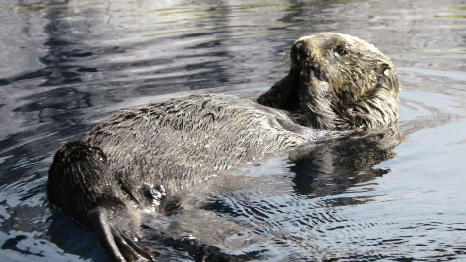 Japan's oldest sea otter in captivity dies