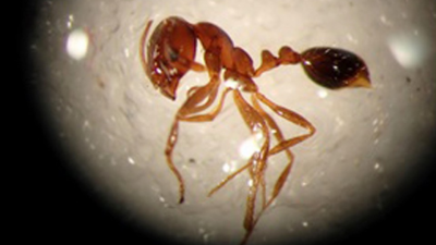 Venomous ants likely take root in Japan, could spread: research body