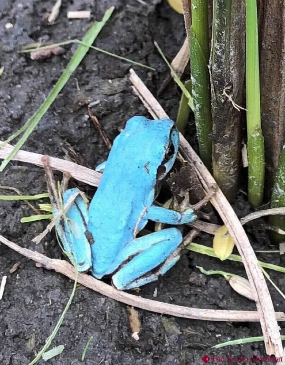 Sky Blue Frog Brings Birthday Joy In Kyoto