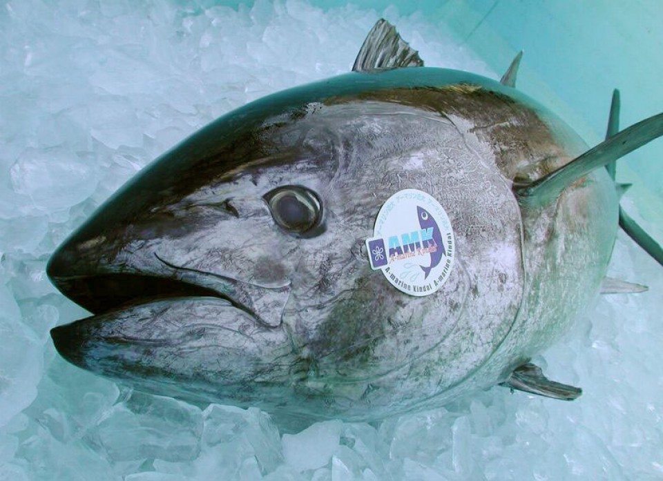 Tuna farmer Kindai Univ. of Japan to boost exports to S.E. Asia