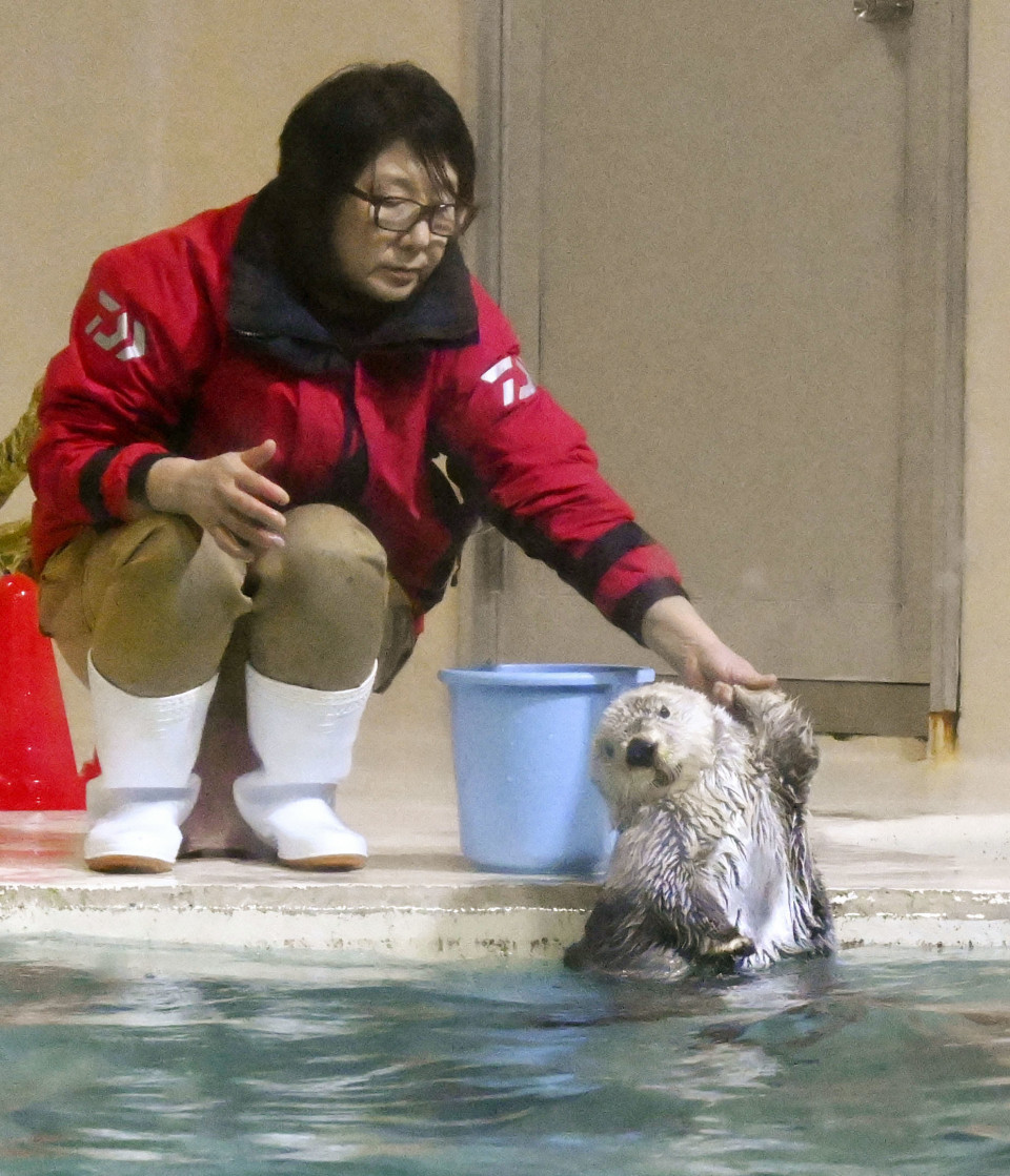 FEATURE Sea otters could disappear from Japanese aquariums