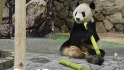 Panda couple at western Japan zoo gets special treat for Star Festival