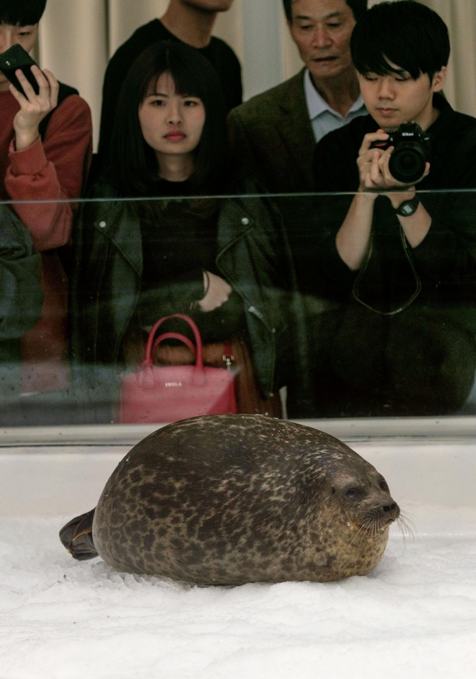 Chubby seal outlet