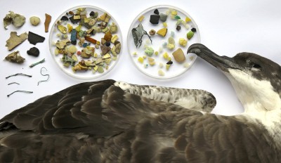 Plastic additives found in 52% of seabirds around the globe: study