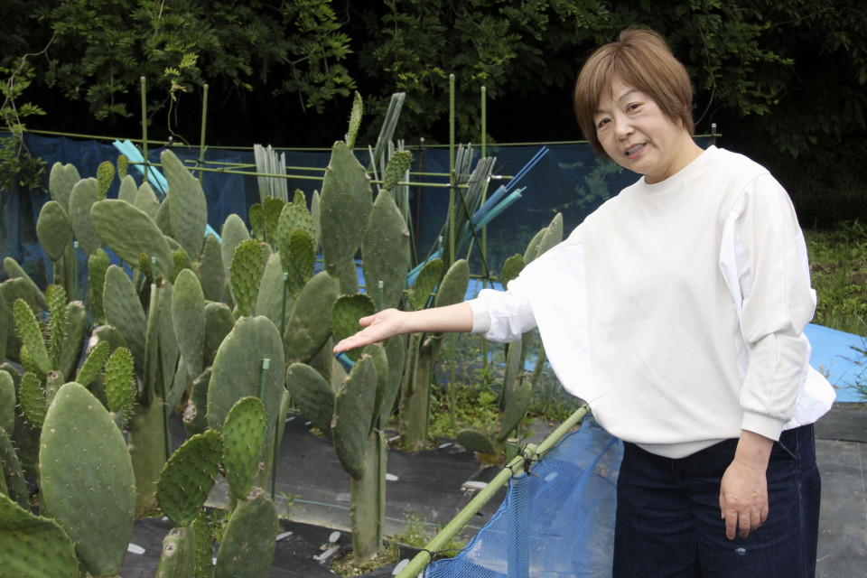 Cactus tempura? Tusson japonais dans le superaliment de la figue de Barbarie 2 photo l