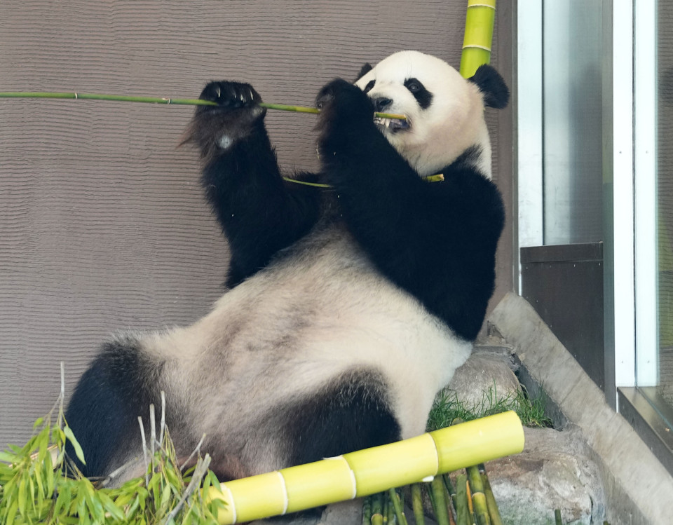 4 panda dello zoo del Giappone occidentale partono per la Cina, 2 ne lasciano uno in campagna foto l