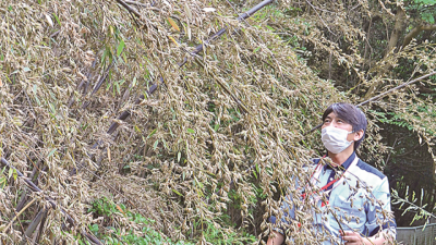 Once-in-a-century bamboo blossoms observed in western Japan