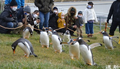 Penguins begin winter routine of walk at Otaru Aquarium in Hokkaido