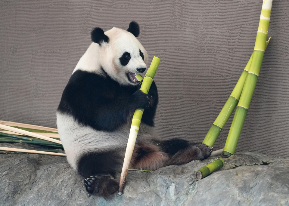 4 panda dello zoo del Giappone occidentale partono per la Cina, 2 ne lasciano uno in campagna foto l