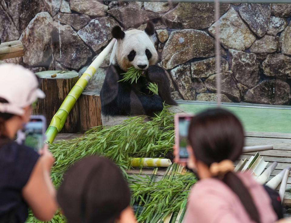 4 panda dello zoo del Giappone occidentale partono per la Cina, 2 ne lasciano uno in campagna foto l