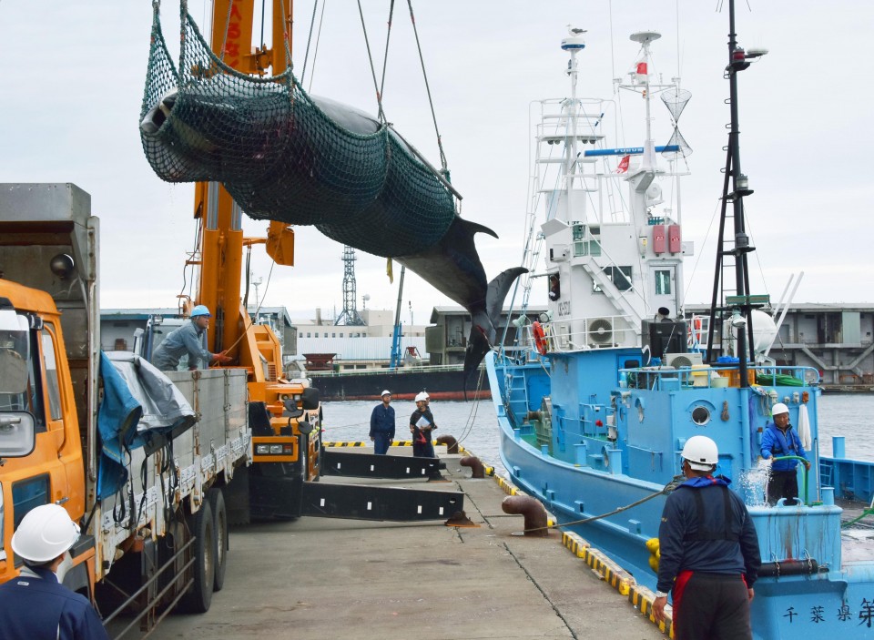 Australia, NZ rap Japan's IWC pullout, commercial whaling restart