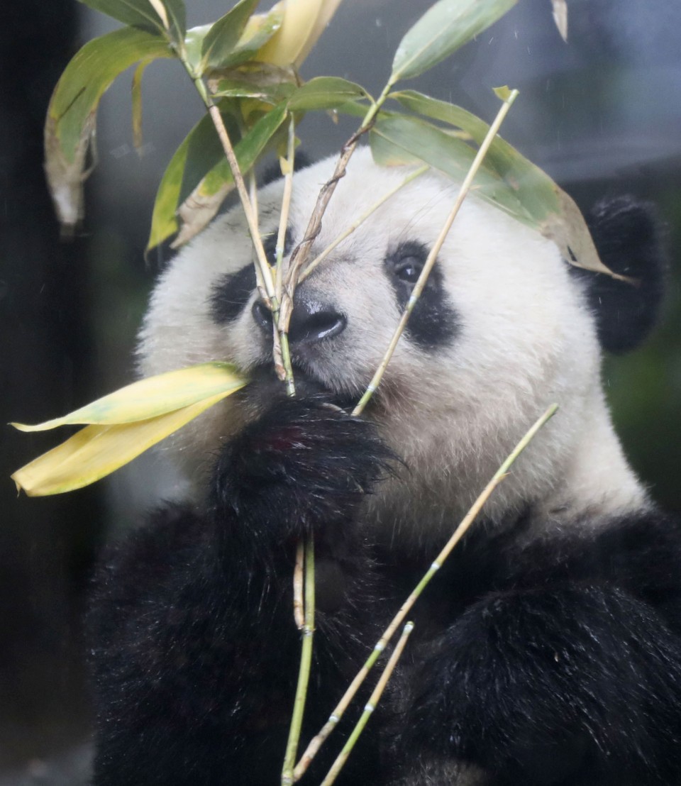 Giant panda cub Xiang Xiang at Tokyo zoo to turn 2