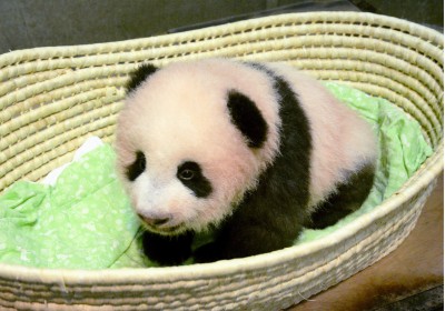 Giant panda cub born at Tokyo's Ueno zoo named Shan Shan