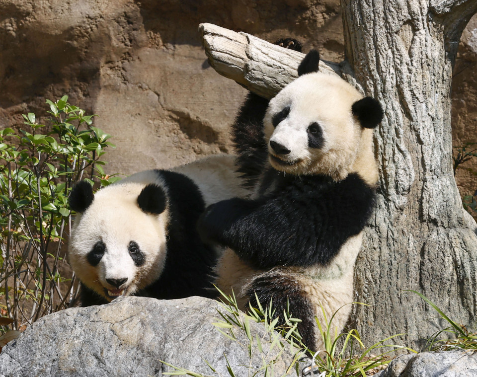La "diplomatie Panda" de la Chine est mise au point comme zéro moment peut venir au Japon 2 photo l