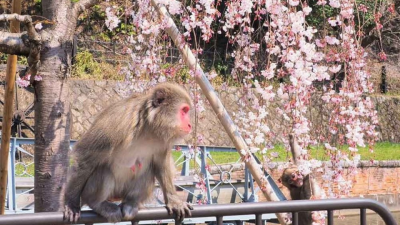 Tourists in Kyoto warned of aggressive monkeys