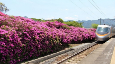 Photographers flock to Shikoku station to shoot azaleas