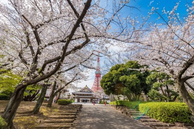Three Choice Spots for Cherry Blossom Viewing Unique to Minato City, Tokyo, and Event Information
