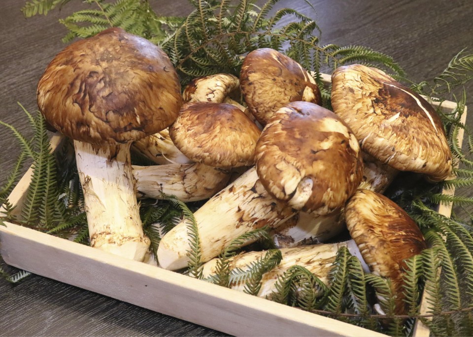 Domestic "matsutake" mushrooms in Japan more affordable due to good harvest