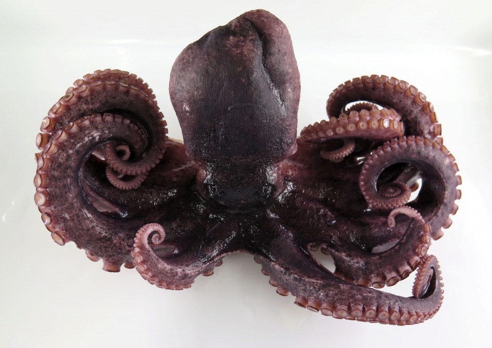 Rare 9 Legged Octopus Found Off Coast In Northeastern Japan