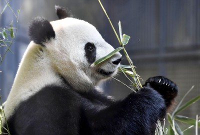 Tokyo zoo to remove panda with signs of pregnancy from public display