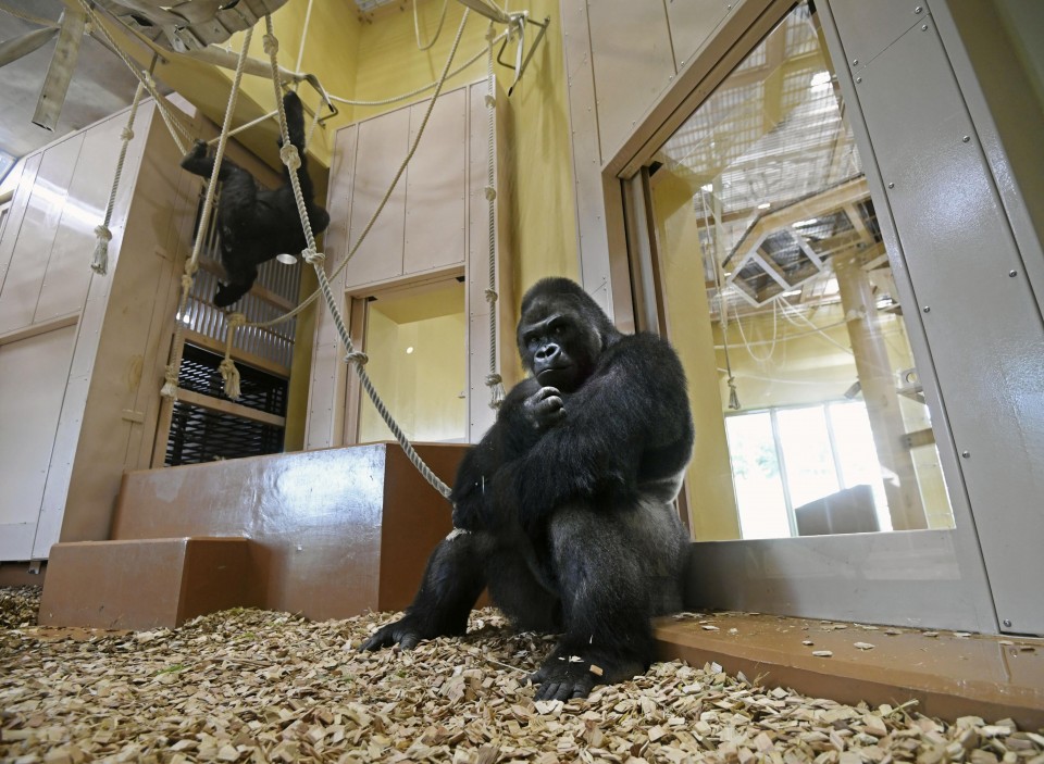 "Handsome gorilla" gets new home at Nagoya zoo