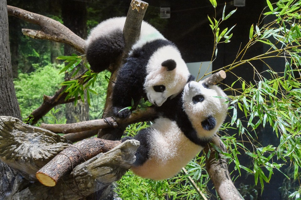 Pandas In The Zoo