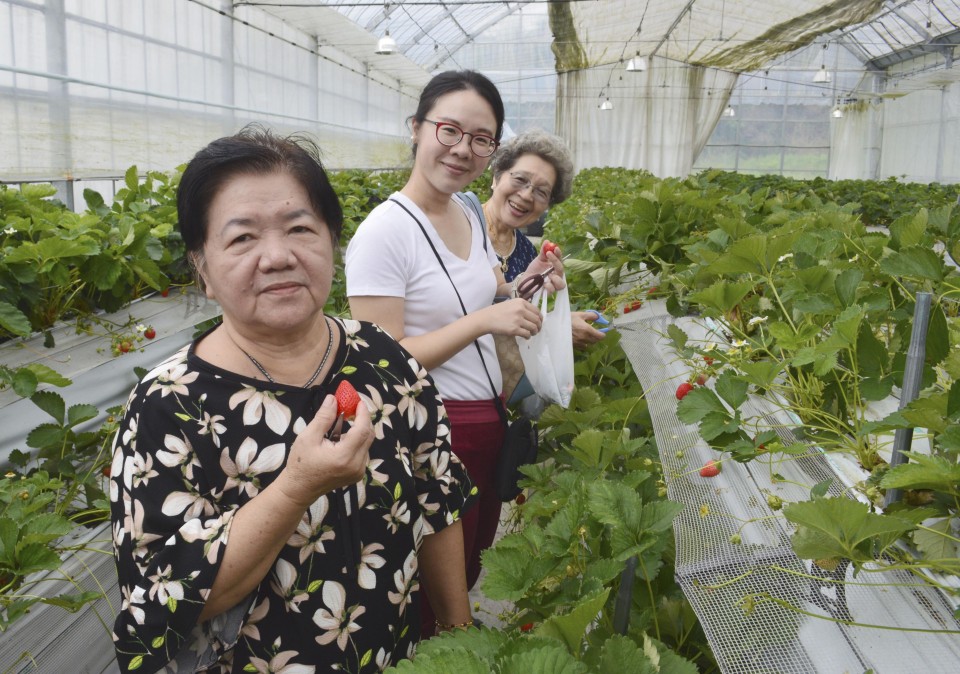 Fruit picking gains popularity among foreign visitors to Japan