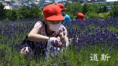 Hokkaido students pick lavender with fewer tourists amid pandemic