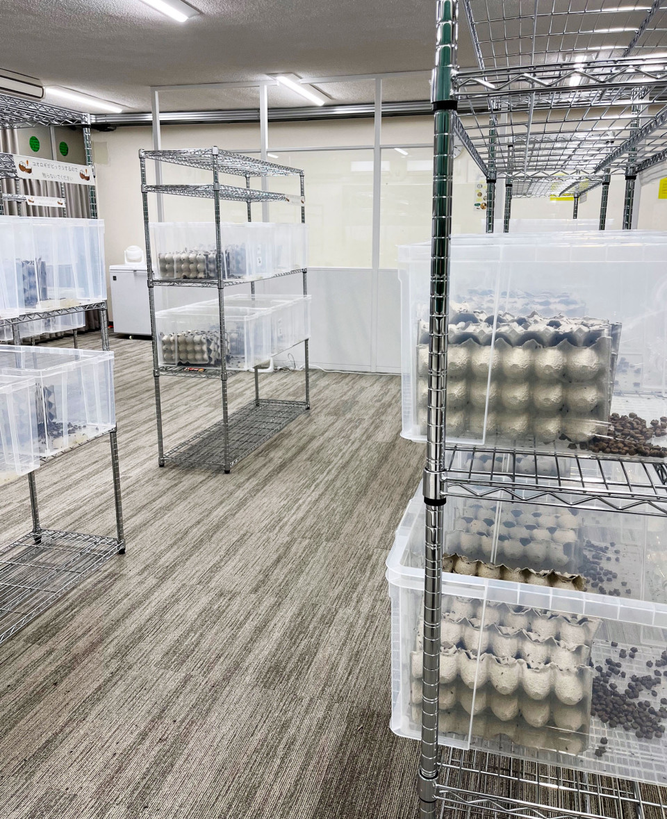 NTT East to trial edible cricket farming using AI, other tech