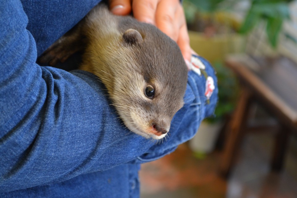 domesticated otter