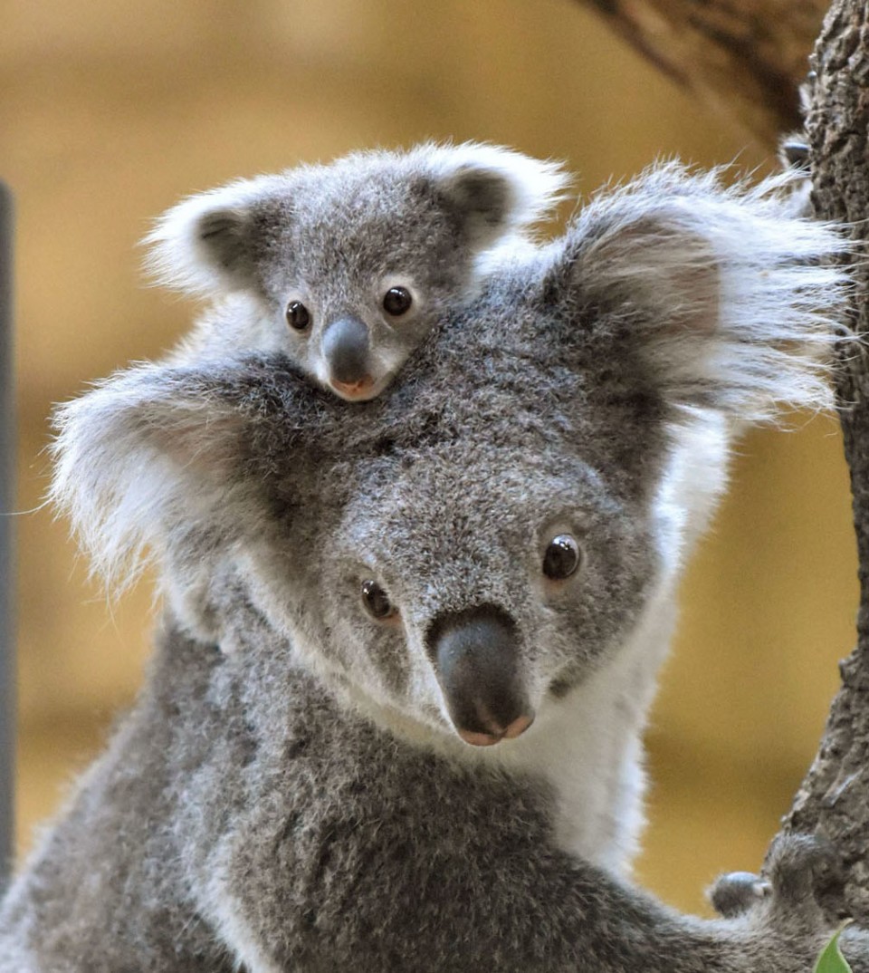 Cute Koala Bear at Higashiyama Zoo