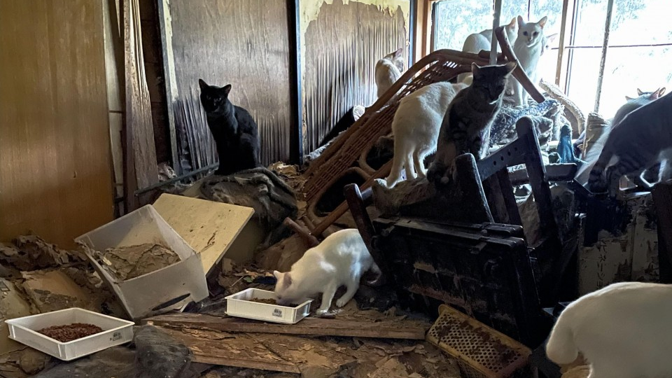 170 cats abandoned in house in eastern Japan after owner falls ill