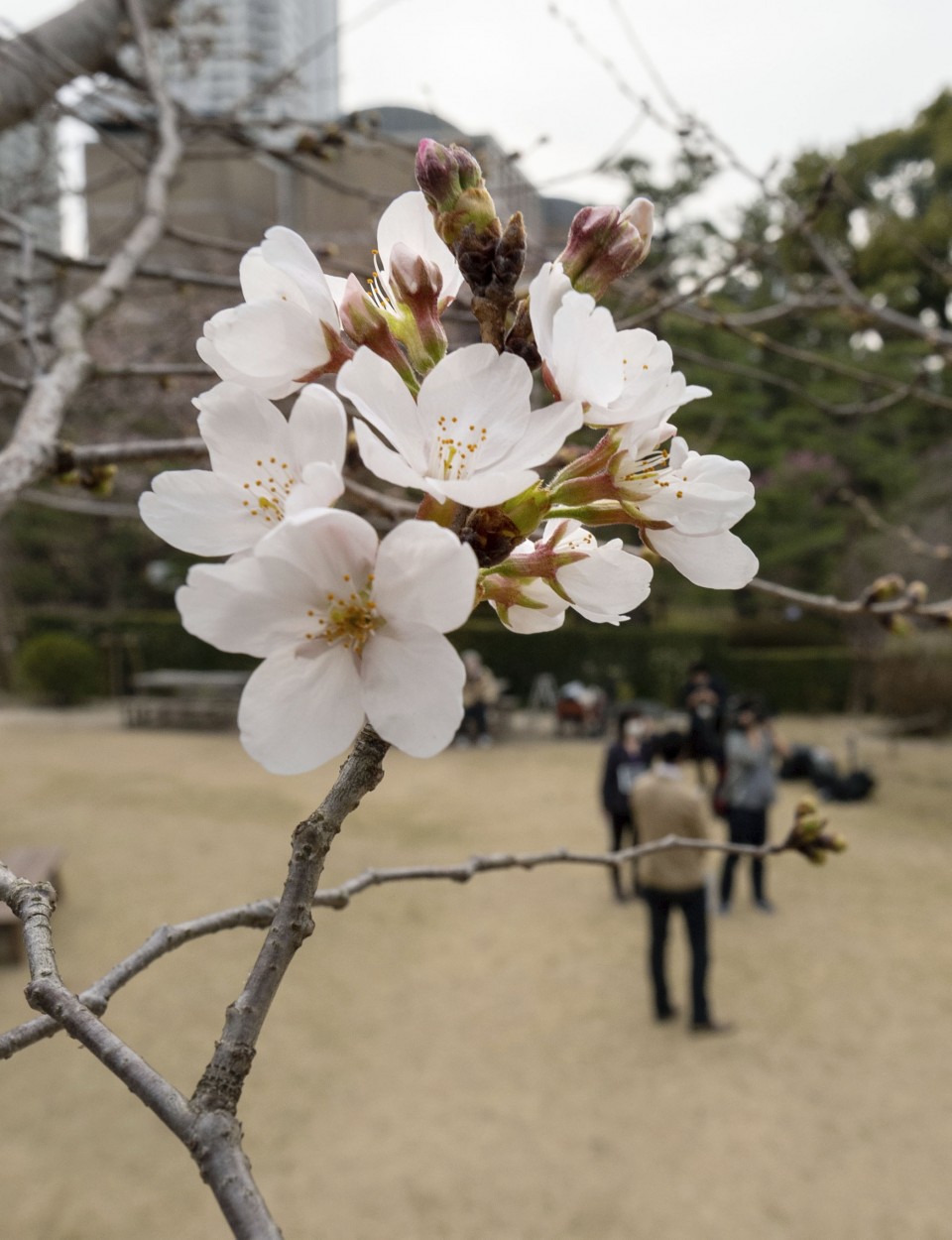 Japan's 1st cherry blooms in Hiroshima, 2nd earliest on record